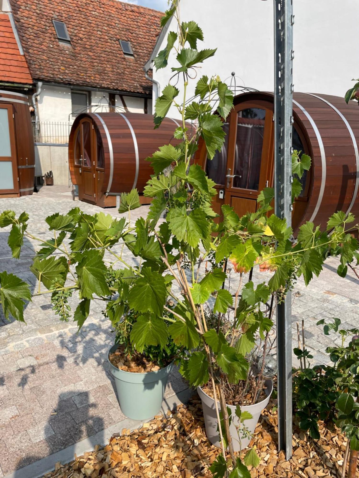 Schlafen Im Weinfass Apartment Ipsheim Екстериор снимка